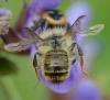 Osmia bicornis